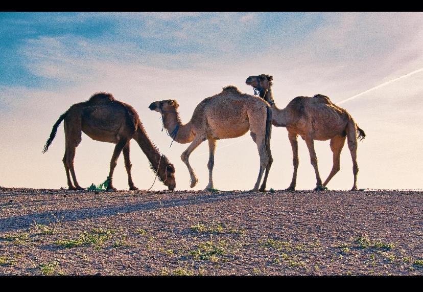 מלון מרקש Marrakech Desert Dome מראה חיצוני תמונה